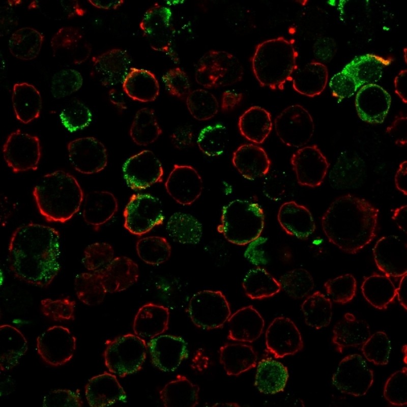 LMO2 (B-Cell Marker)(LMO2/3147R), 1mg/mL