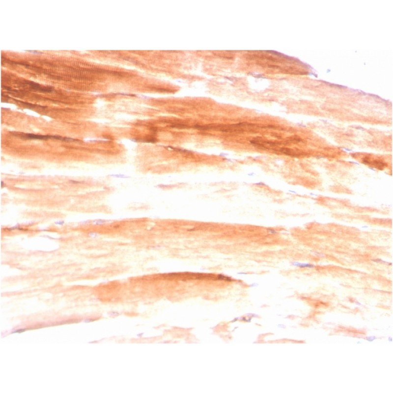 Dystrophin (DMD) (Marker of Duchenne and Becker Muscular Dystrophy)(DMD/3245), 1mg/mL