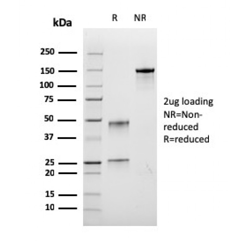 Biotium BNUM3464-50, Bromodeoxyuridine (BrdU) (Proliferation Marker)(rBRD.3), 1mg/mL