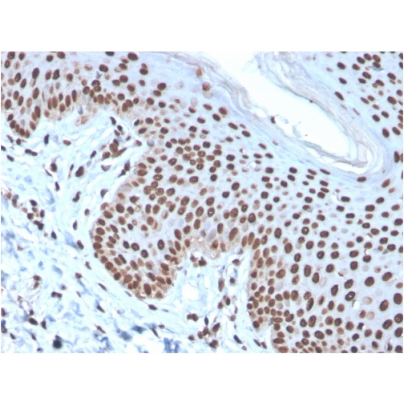 Histone H1 (Pan Nuclear Marker)(rAE-4), 1mg/mL