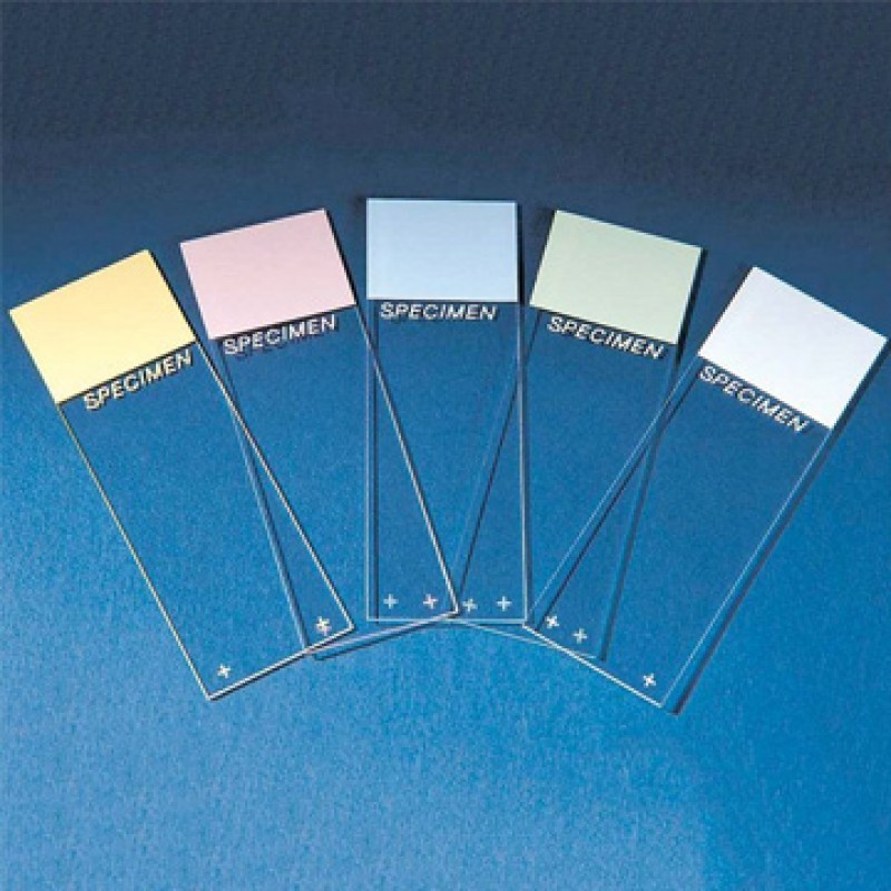 Superfrost Plus® Positive Charged Adhesion Microscope Slide, Frosted End, 25mm x 75mm x 1mm, 144/gr, 10 gr/cs (Continental US Only)