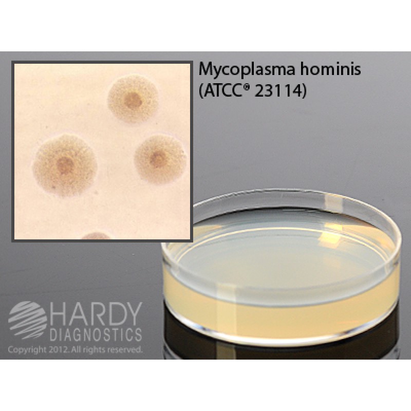 Hardy Diagnostic G02 Dry Culture Media, A8 for Mycoplasma Plate,  84 Day Shelf Life (Pack of 10)