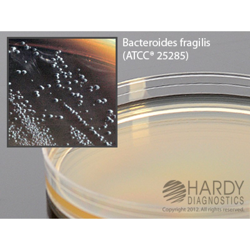 Hardy Diagnostic G05 Dry Culture Media, BBE Agar Plate,  90 Day Shelf Life (Pack of 10)