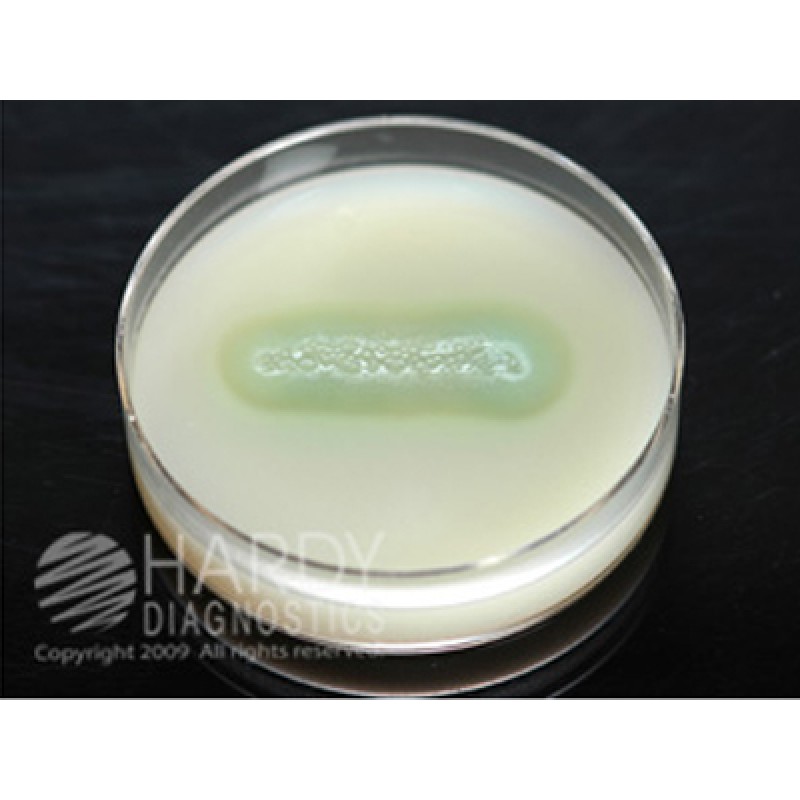 Hardy Diagnostic G122 Dry Culture Media, Casein Agar Plate,  90 Day Shelf Life (Pack of 10)