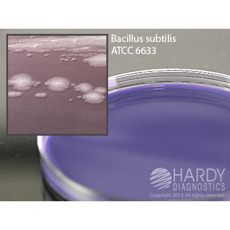 Hardy Diagnostic G224 Dry Culture Media, D/E Neutralizing Agar Plate,  90 Day Shelf Life (Pack of 10)