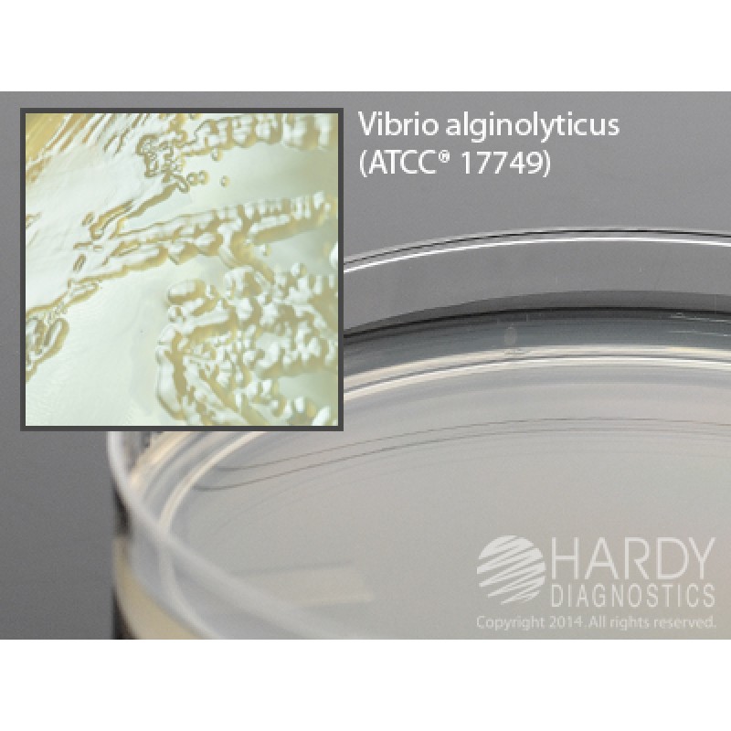 Hardy Diagnostic G226 Dry Culture Media, Marine Agar Plate,  90 Day Shelf Life (Pack of 10)