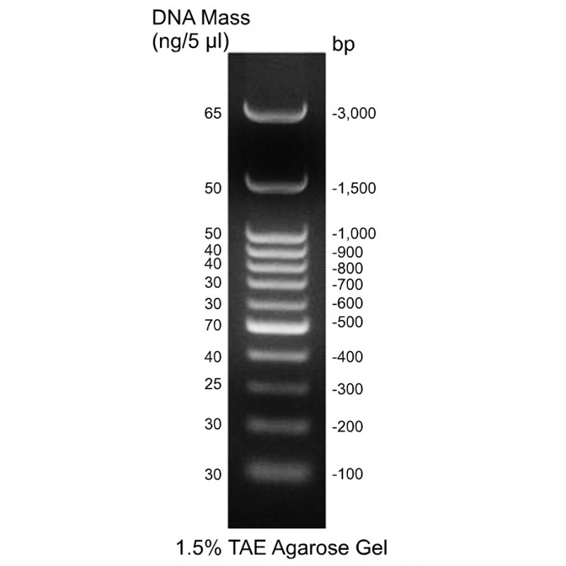 IBI Scientific Ready-To-Use 100 bp DNA Ladder