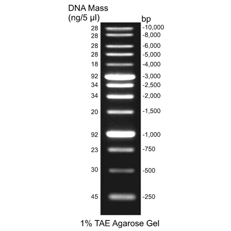 IBI Scientific Ready-To-Use 1 Kb DNA Ladder