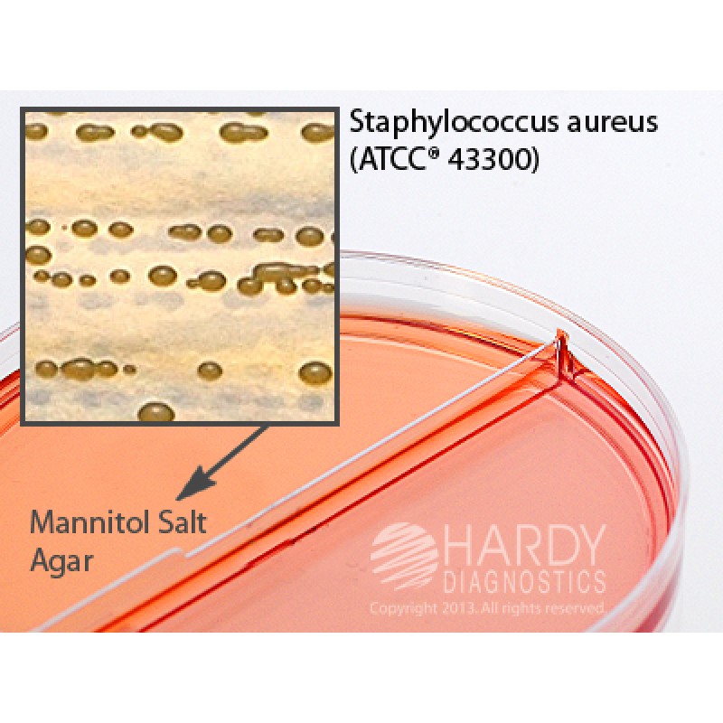 Hardy Diagnostic J197 Dry Culture Media, MSA/MSA + Oxacillin Biplate,  90 Day Shelf Life (Pack of 10)