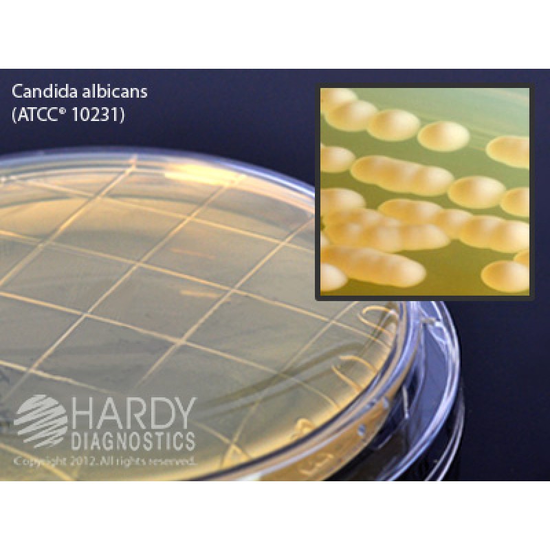 Hardy Diagnostic P80 Dry Culture Media, Malt Extract Agar w/ 0.01% Plate,  90 Day Shelf Life (Pack of 10)