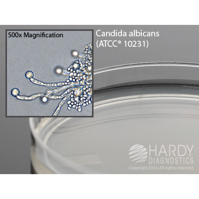 Hardy Diagnostic W10 Dry Culture Media, Corn Meal Agar w/ Tween 80 Plate,  90 Day Shelf Life (Pack of 10)