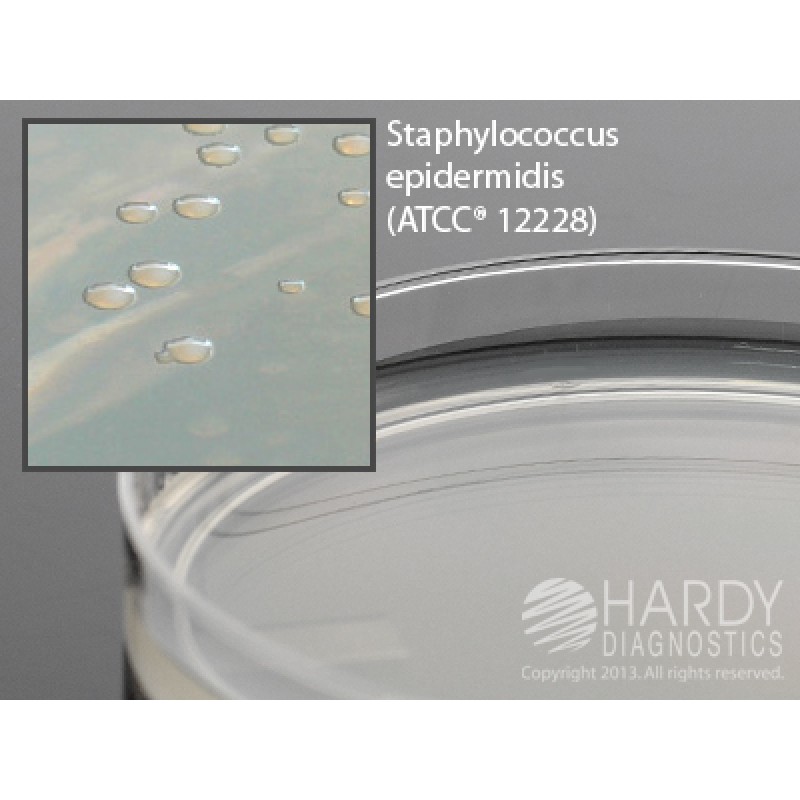 Hardy Diagnostic W51 Dry Culture Media, Nutrient Agar Plate Plate,  90 Day Shelf Life (Pack of 10)