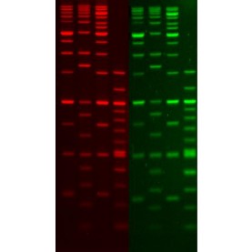 Biotium 1 kb DNA Ladder, SKU 31022 