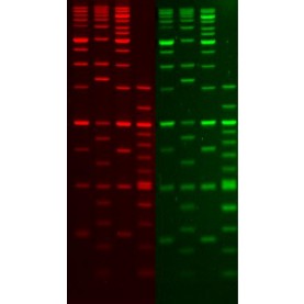 Biotium Ready-to-Use 100 bp DNA Ladder