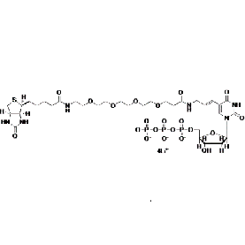 Biotium Biotin-20-dUTP  Structural Formula 