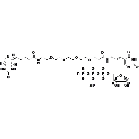 Biotium Biotin-20-dUTP  Structural Formula 