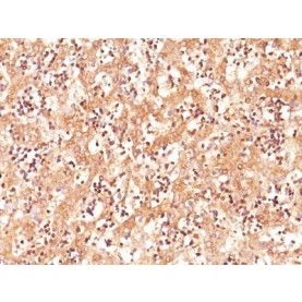 AFP (Alpha Fetoprotein)(C3), CF405S conjugate, 0.1mg/mL
