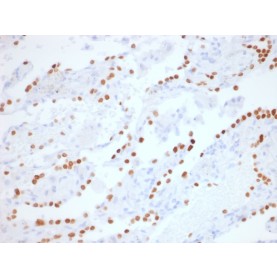 TTF-1 / NKX2.1 (Thyroid & Lung Epithelial Marker) (NX2.1/1855R), CF405S conjugate, 0.1mg/mL