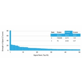 Biotium BNC042986-100, BRCA1 (Breast Marker)(BRCA1/2986), CF405S conjugate, 0.1mg/mL