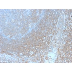 Biotium BNC042988-100, BCL10 (MALT-Lymphoma Marker) (BL10/2988R), CF405S conjugate, 0.1mg/mL