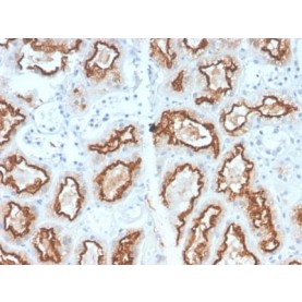 Biotium BNC042993-100, Renal Cell Carcinoma (Carbonic Anhydrase IX) (CA9/2993R), CF405S conjugate, 0.1mg/mL