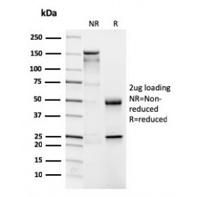 Biotium BNC043026-100, CD4 (T-Helper/Inducer Cell Marker)(CD4/3026), CF405S conjugate, 0.1mg/mL