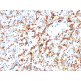 Biotium BNC043082-100, Cathepsin D (Tumor Marker)(CTSD/3082), CF405S conjugate, 0.1mg/mL