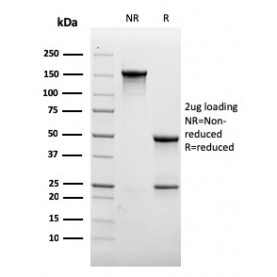 Biotium BNC043462-500, CD31 / PECAM-1 (Endothelial Cell Marker)(rC31.3), CF405S conjugate, 0.1mg/mL