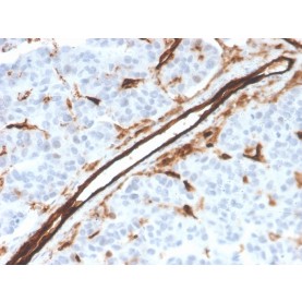 Biotium BNC043526-100, CD31 / PECAM-1 (Endothelial Cell Marker)(PECAM1/3526), CF405S conjugate, 0.1mg/mL