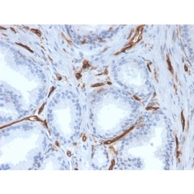 Biotium BNC043527-100, CD31 / PECAM-1 (Endothelial Cell Marker)(PECAM1/3527), CF405S conjugate, 0.1mg/mL