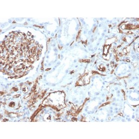 Biotium BNC043528-100, CD31 / PECAM-1 (Endothelial Cell Marker)(PECAM1/3528), CF405S conjugate, 0.1mg/mL