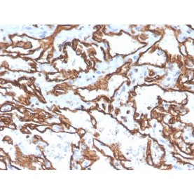 Biotium BNC043529-100, CD31 / PECAM-1 (Endothelial Cell Marker)(PECAM1/3529), CF405S conjugate, 0.1mg/mL