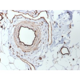 Biotium BNC043530-100, CD31 / PECAM-1 (Endothelial Cell Marker)(PECAM1/3530), CF405S conjugate, 0.1mg/mL
