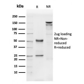 Biotium BNC043540-100, CD31 / PECAM-1 (Endothelial Cell Marker)(PECAM1/3540), CF405S conjugate, 0.1mg/mL