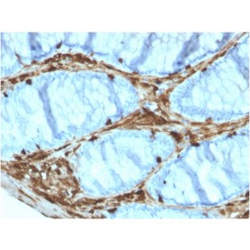 Biotium BNC043566-100, Annexin A1 / (Hairy Cell Leukemia Marker)(ANXA1/3566), CF405S conjugate, 0.1mg/mL