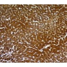 p24-HIV(p24/661), CF405M conjugate, 0.1mg/mL
