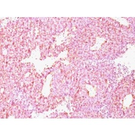 Chromogranin A(CHGA/798), CF405M conjugate, 0.1mg/mL