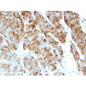 CD63(LAMP3/968), CF405M conjugate, 0.1mg/mL