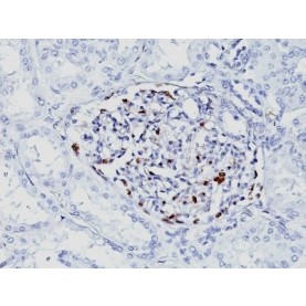 WT1 (Wilm's Tumor 1)(WT1/857 + 6F-H2), CF405M conjugate, 0.1mg/mL