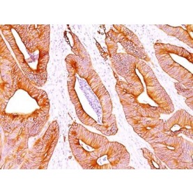 Cytokeratin, pan(AE-1 / AE-3), CF405L conjugate, 0.1mg/mL