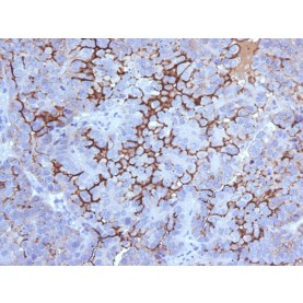 MUC16 / CA125 (Ovarian Carcinoma Marker)(500000000000), CF405L conjugate, 0.1mg/mL
