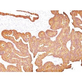 Ep-CAM / CD326(323/A3), CF514 conjugate, 0.1mg/mL
