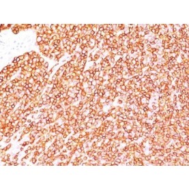 CD45RB(BRA-11G), CF640R conjugate, 0.1mg/mL