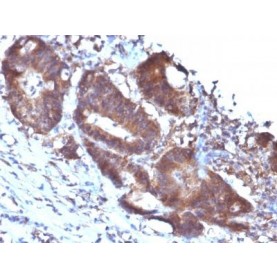 Transgelin / SM22-alpha(TAGLN/247), CF640R conjugate, 0.1mg/mL