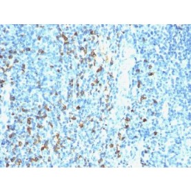 Biotin(Hyb8), CF640R conjugate, 0.1mg/mL