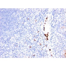 CD2(LFA2/600), CF640R conjugate, 0.1mg/mL