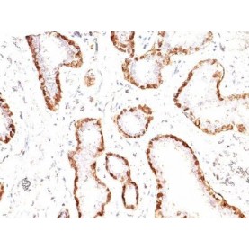 Calponin-1(CNN1/832), CF640R conjugate, 0.1mg/mL