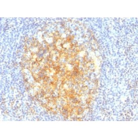 CD106 / VCAM1(VCAM1/843), CF640R conjugate, 0.1mg/mL