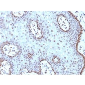 c-Myc(MYC909), CF640R conjugate, 0.1mg/mL