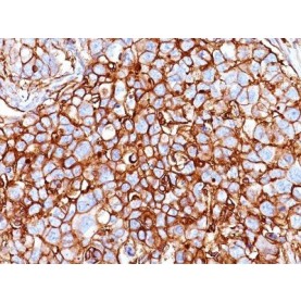 CD44 Standard(HCAM/918), CF640R conjugate, 0.1mg/mL